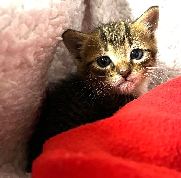 Vi presentiamo i nostri bellissimi micini. Foto 5